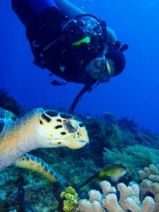 Admirando a las tortugas